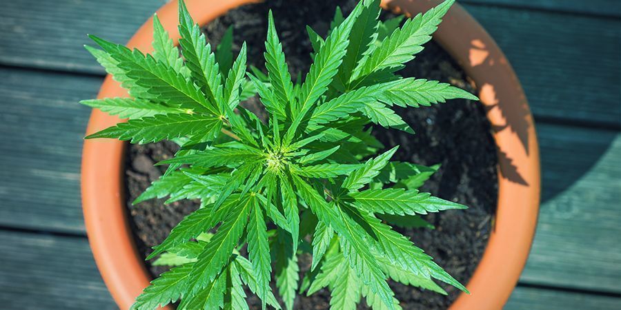 Potten Van Terracotta (Klei) Voor Cannabisplant