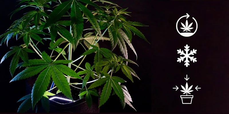 Growing characteristics of indica