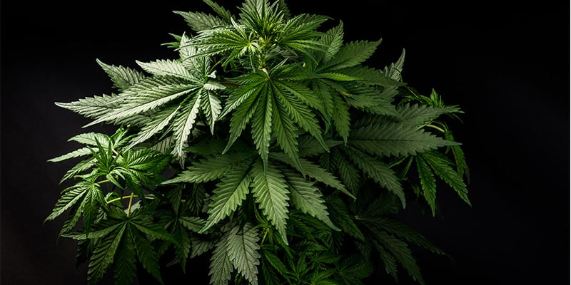 How to recognise indica