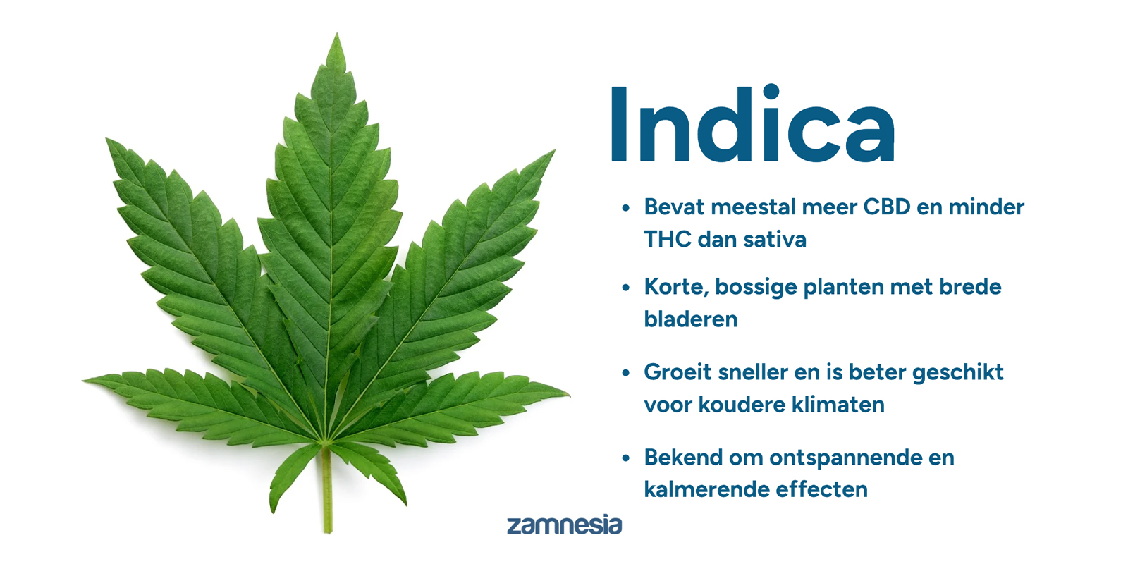 Wat is Cannabis indica?