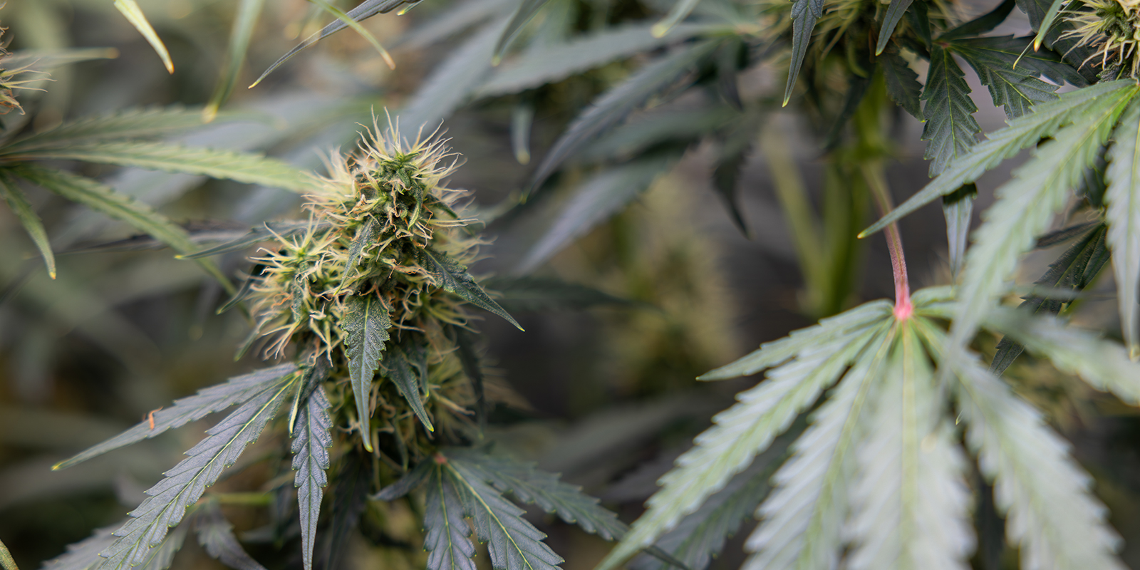 Cannabis sativa: een moderne kijk