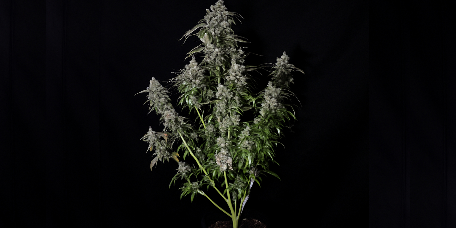 Hoe herken je een sativa plant?