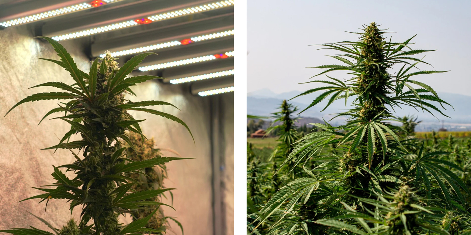 Indoor versus outdoor kweken