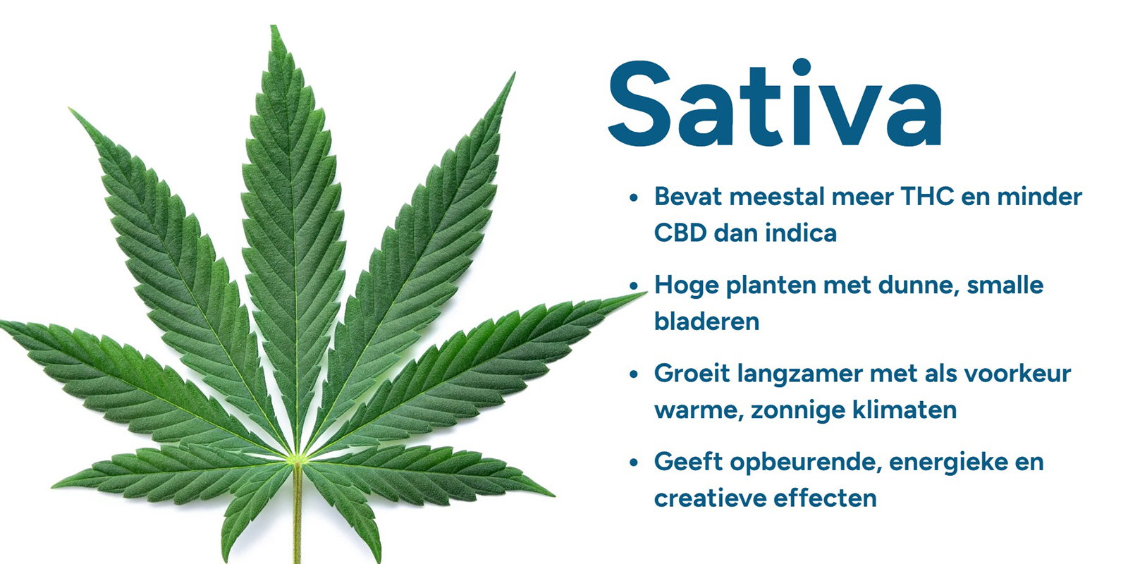 Wat betekent Cannabis sativa?