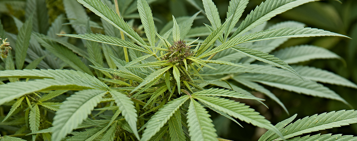 Wat is cannabis sativa?