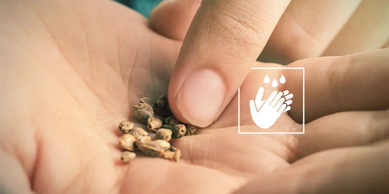 Wietzaadjes ontkiemen niet: Wietzaadjes met blote handen aanraken