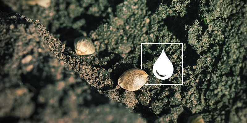 Wietzaadjes ontkiemen niet: Te weinig water