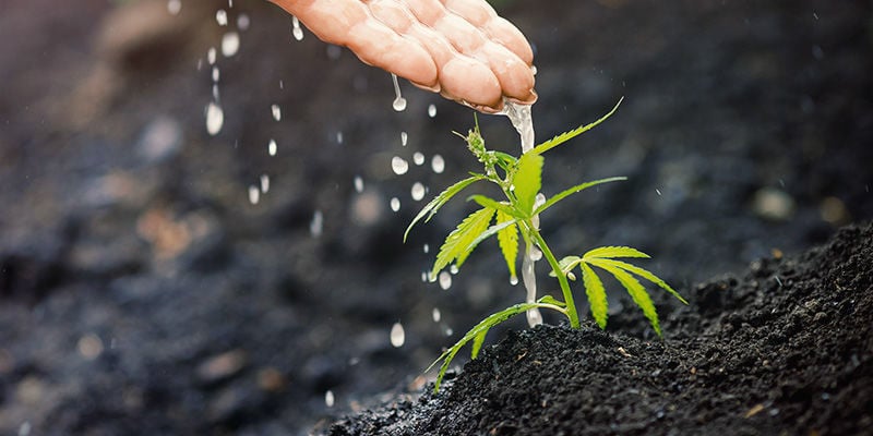 Waarom hebben cannabisplanten voedingsstoffen nodig?