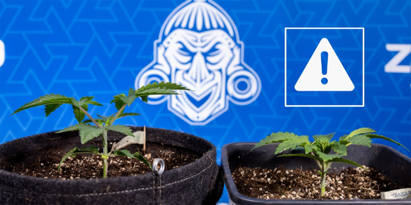 Veelvoorkomende fouten bij toppen van cannabis