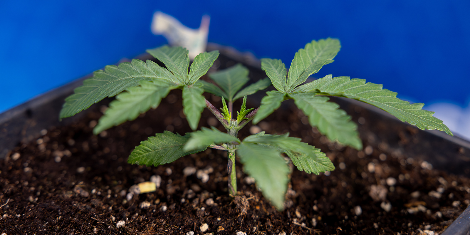 Is toppen van cannabis de moeite waard?
