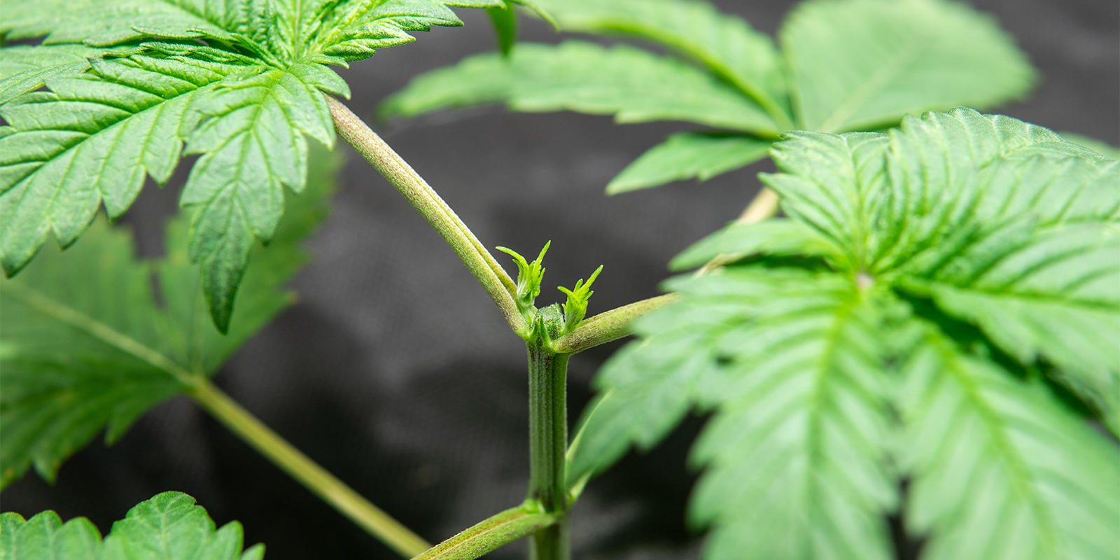 Toppen bij autoflowers vs fotoperiode-planten