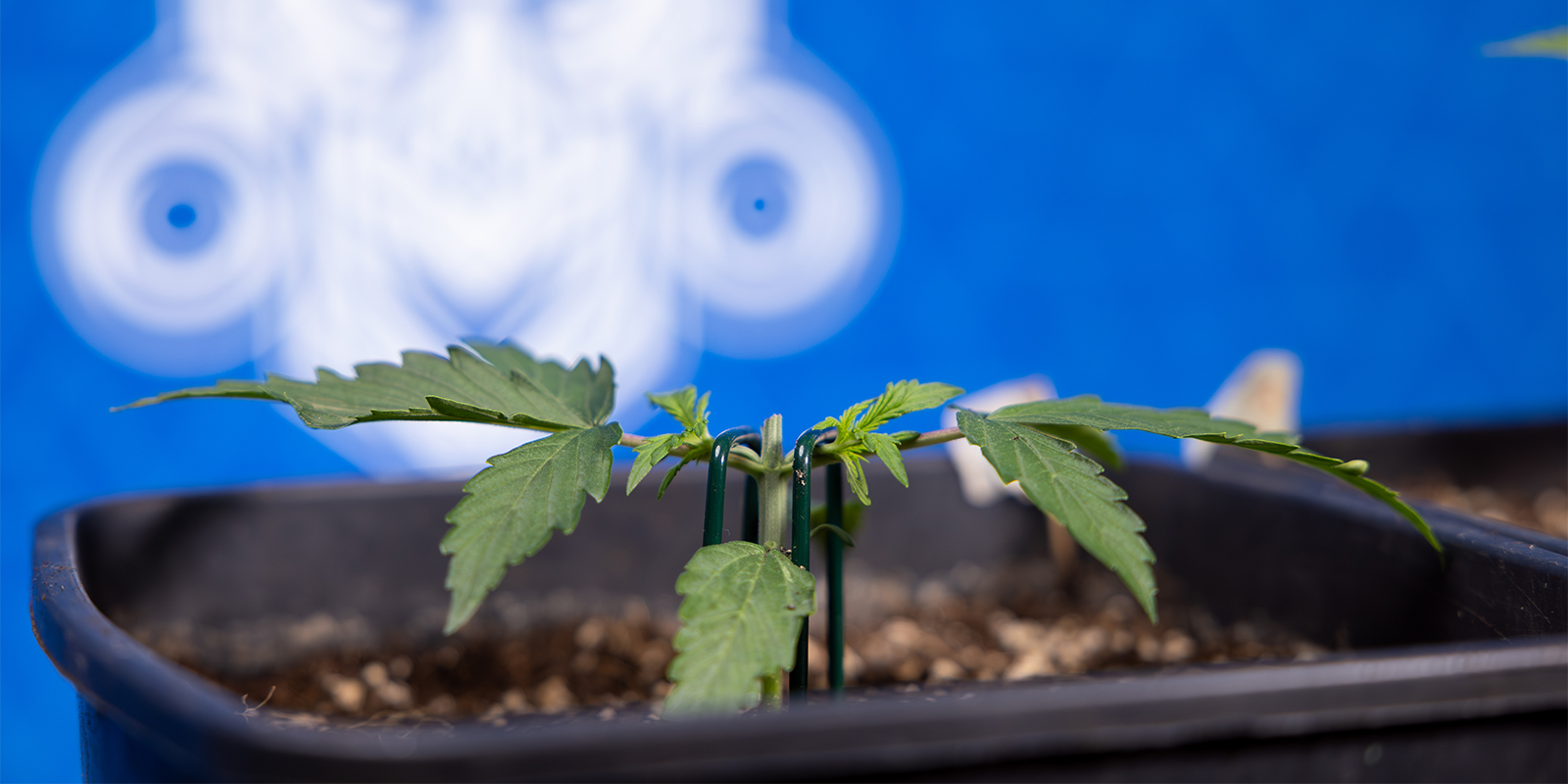 Wat is toppen van cannabis?