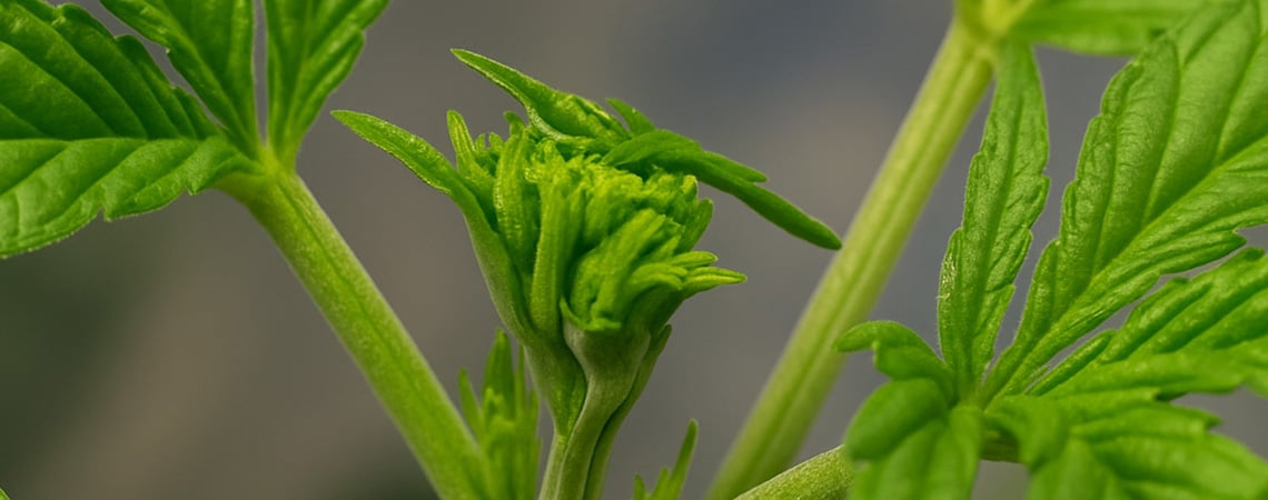Wietplanten fimmen voor een grotere oogst: wanneer en hoe je moet fimmen