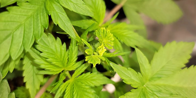 Is fimmen de beste snoeitechniek voor cannabis? Is fimmen de beste snoeitechniek voor cannabis?