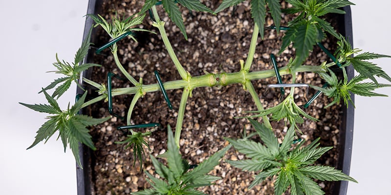 Low-stress training (LST) Low-stress training (LST)