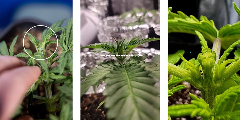 Stap voor stap: zo fim je cannabis Stap voor stap: zo fim je cannabis