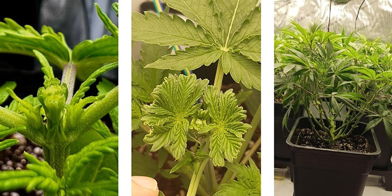 Waarom cannabis fimmen? Waarom cannabis fimmen?