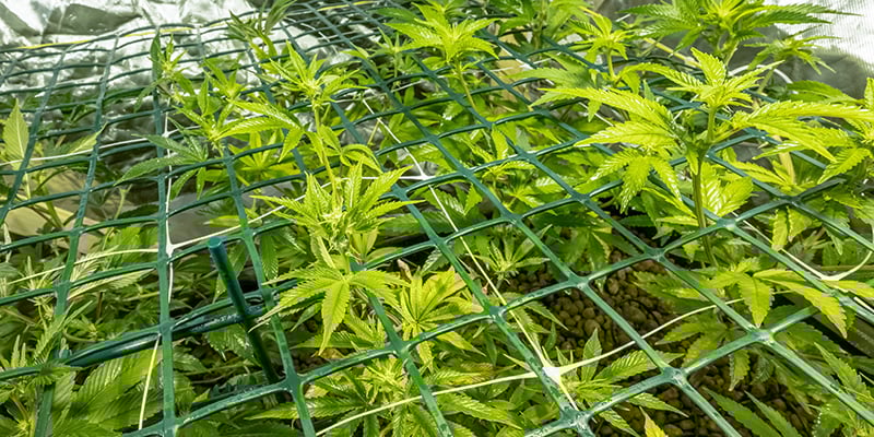 Screen of green (ScrOG) Screen of green (ScrOG)