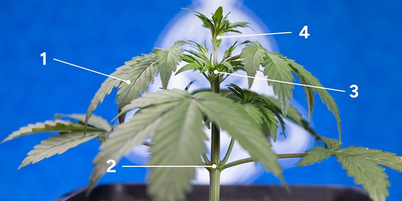Wanneer is je plant klaar voor fimmen? Wanneer is je plant klaar voor fimmen?
