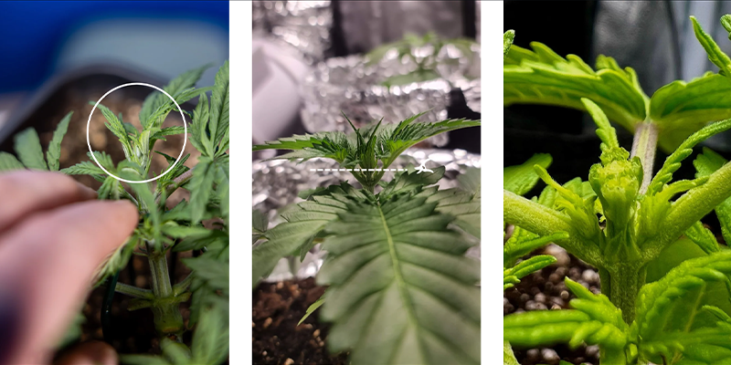 Stap voor stap: zo fim je cannabis Stap voor stap: zo fim je cannabis