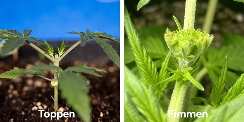 Toppen vs fimmen