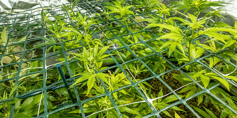 Screen of green (ScrOG) Screen of green (ScrOG)