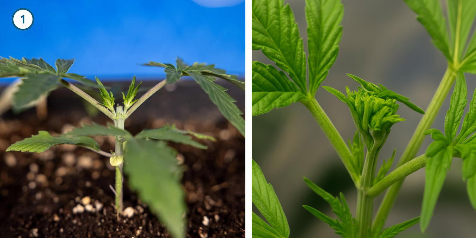 Vroege trainingstechnieken voor je planten