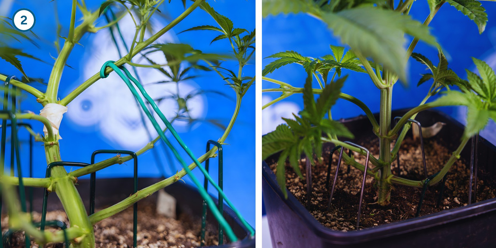 Vroege trainingstechnieken voor je planten