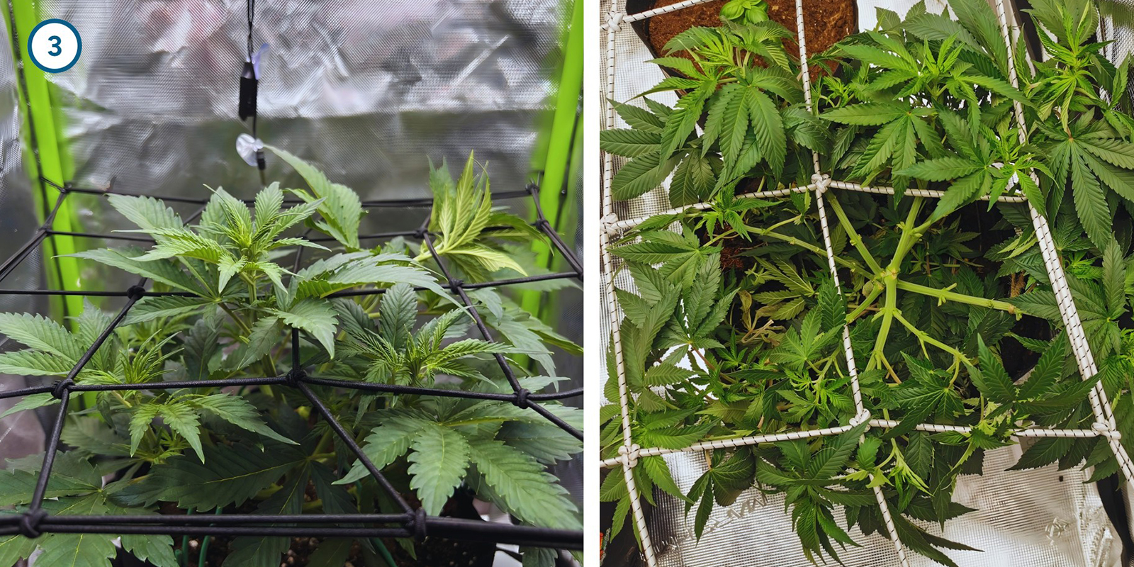 Vroege trainingstechnieken voor je planten