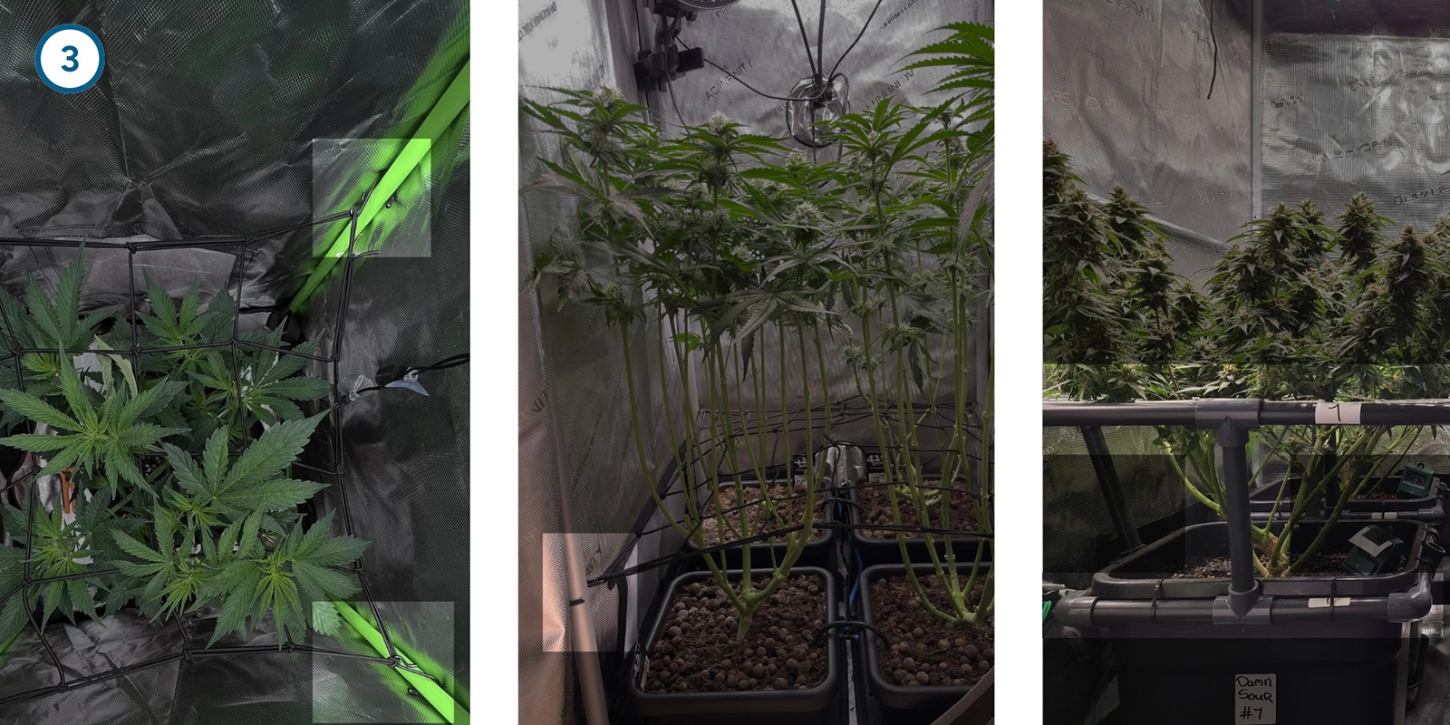 ScrOG stap voor stap: het net installeren