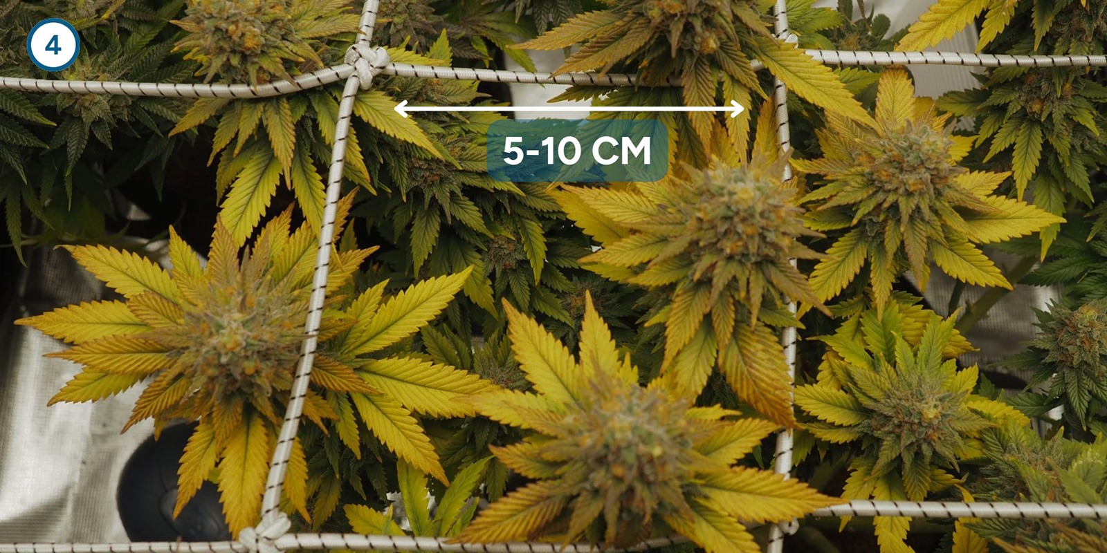 ScrOG stap voor stap: het net installeren