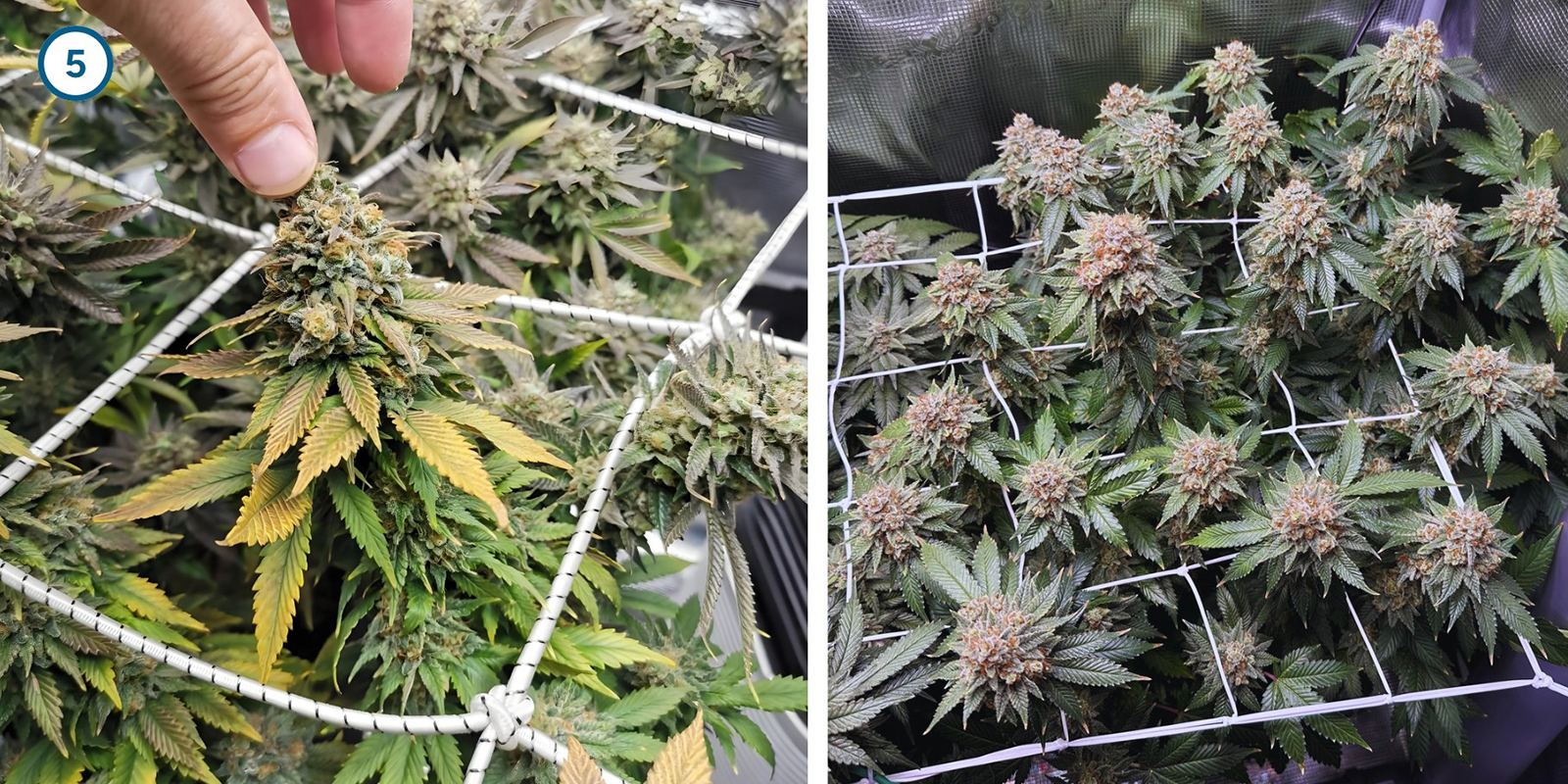 ScrOG stap voor stap: het net installeren