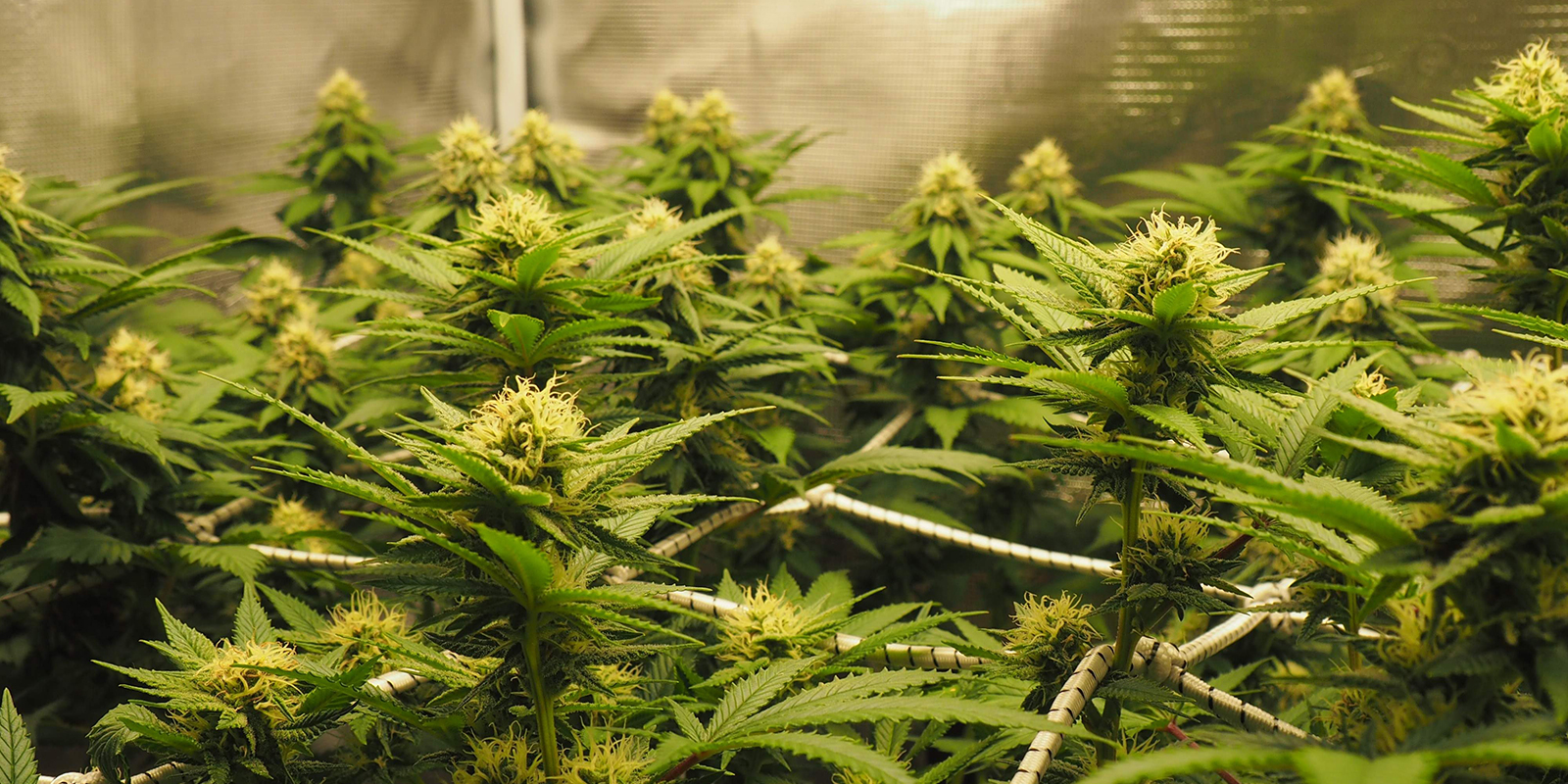 De juiste cannabissoort kiezen voor ScrOG