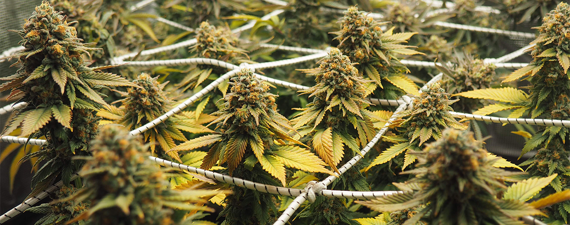 Cannabis kweken met ScrOG: complete screen of green-gids voor maximale opbrengst
