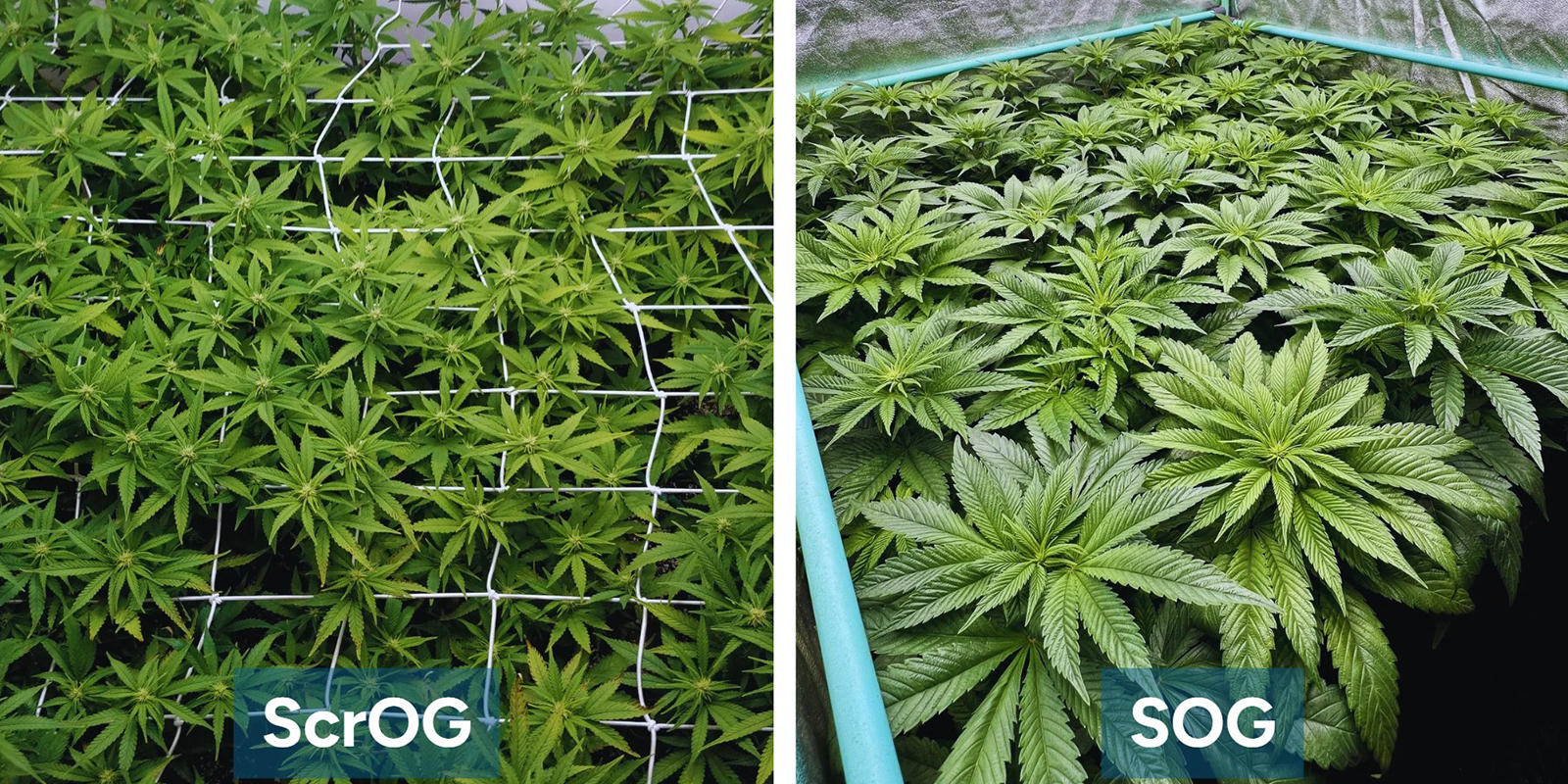 ScrOG vs SOG: wat is het verschil?