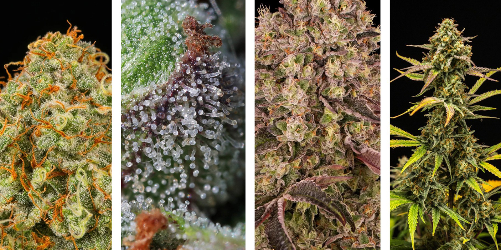 Signalen dat het tijd is om te oogsten