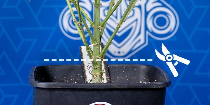 De hele wietplant oogsten