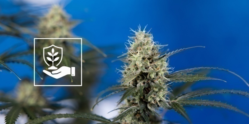 Verzorging van planten na het lollipoppen