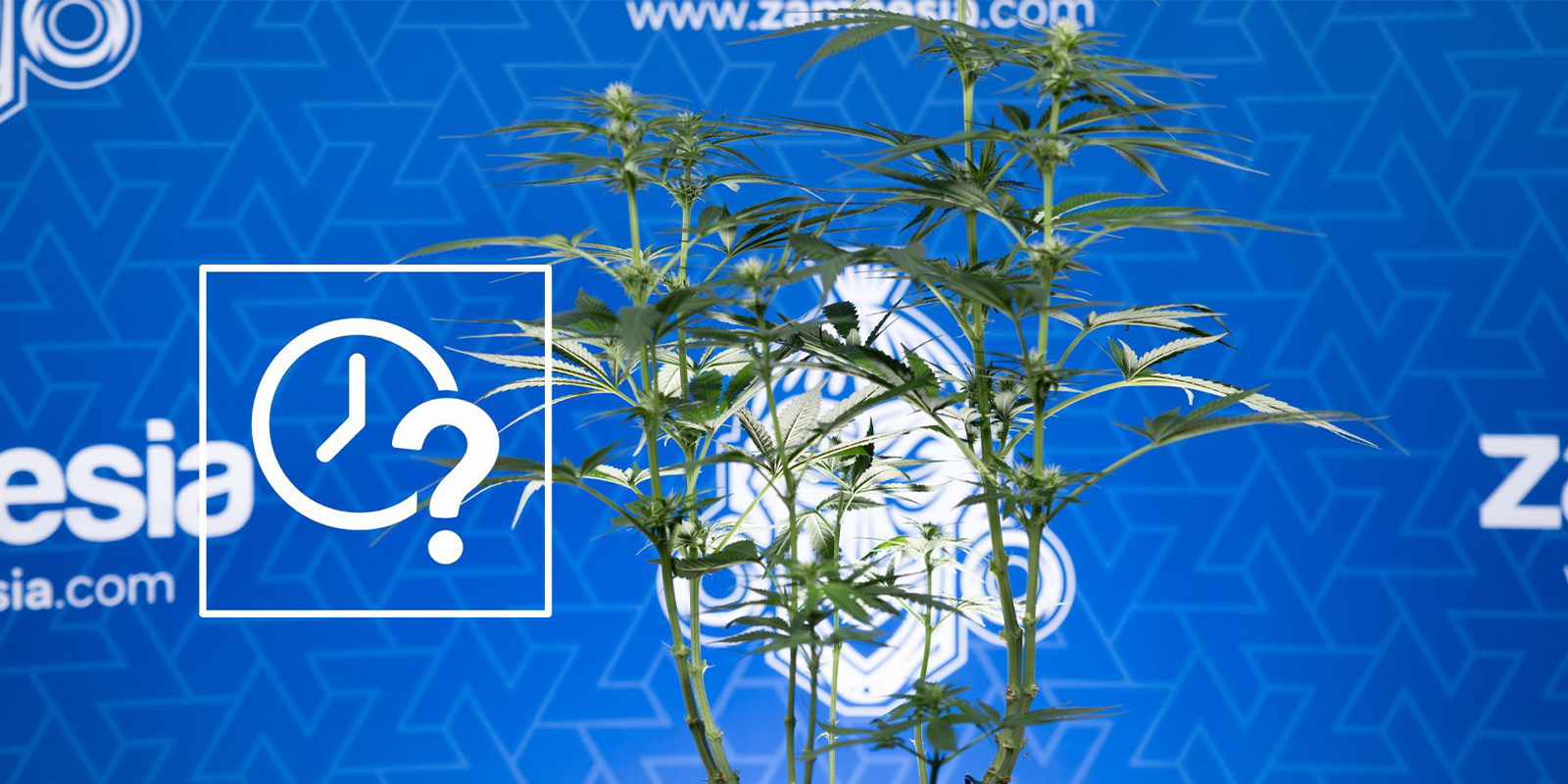 Wanneer moet je je wietplant lollipoppen?