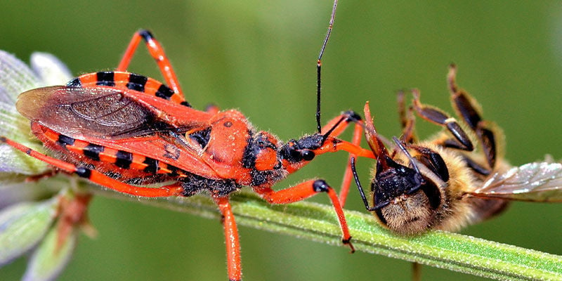 Nuttige insecten voor het telen van wiet