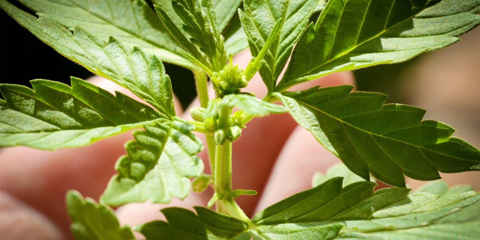 Veelgemaakte fouten bij het bepalen van het geslacht van cannabisplanten