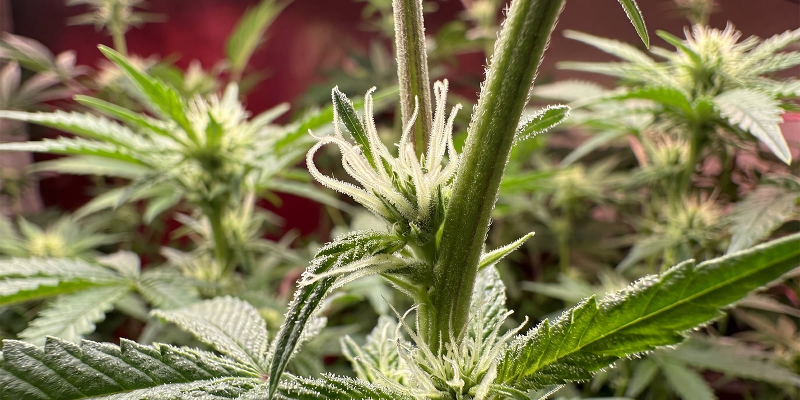Vroege signalen van een vrouwelijke cannabisplant Vroege signalen van een vrouwelijke cannabisplant