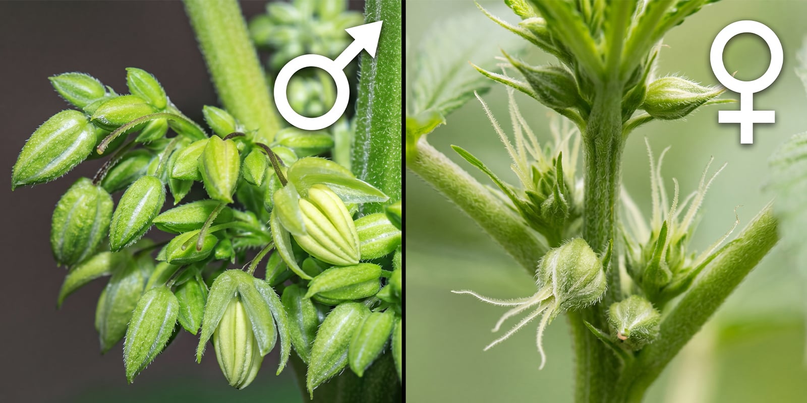 Mannelijke vs vrouwelijke wietplanten: de belangrijkste verschillen in één oogopslag Mannelijke vs vrouwelijke wietplanten: de belangrijkste verschillen in één oogopslag