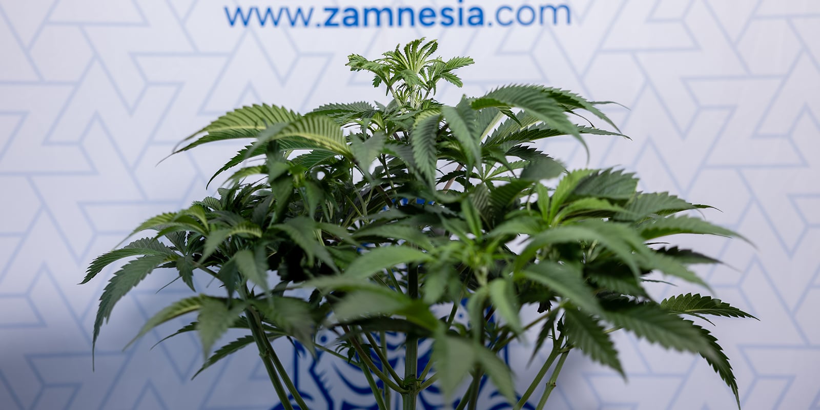 Wanneer kun je zien of een cannabisplant mannelijk of vrouwelijk is? Wanneer kun je zien of een cannabisplant mannelijk of vrouwelijk is?