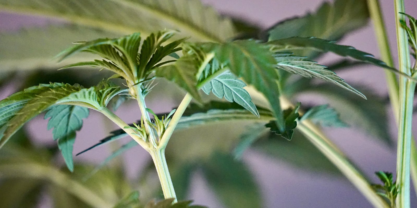 Vroege signalen van een vrouwelijke cannabisplant