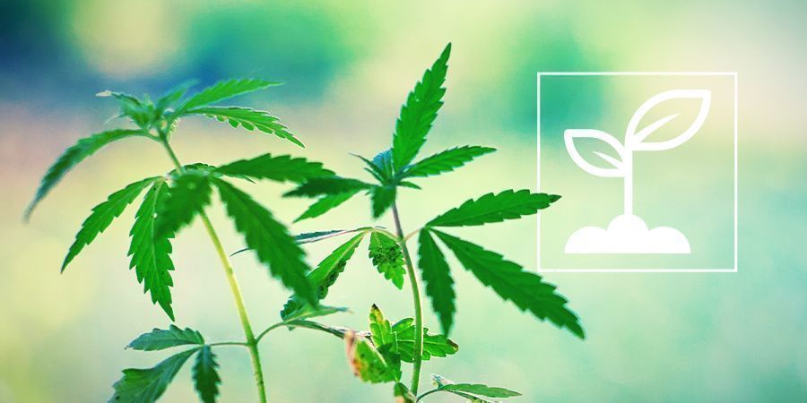 Wat Zijn Cannabis Zaailingen?