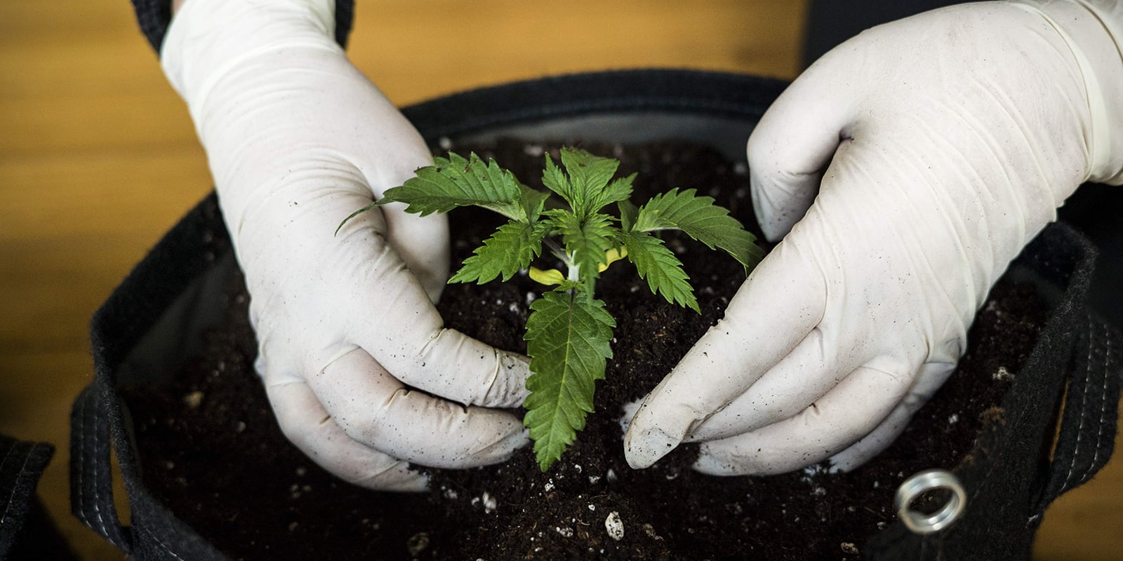 Hoe lang duurt de zaailingfase van cannabis?