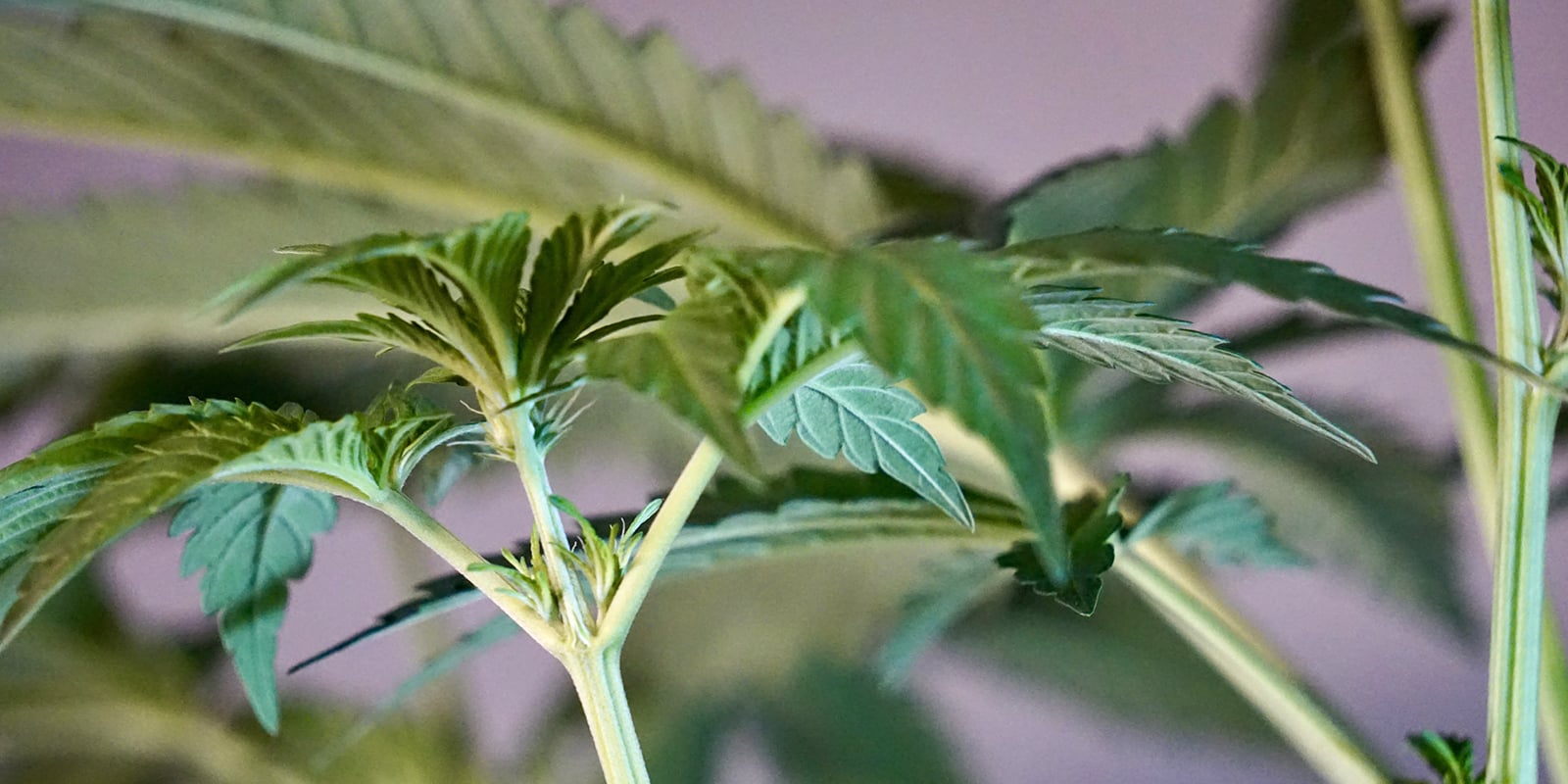 Wat komt er na de zaailingfase?