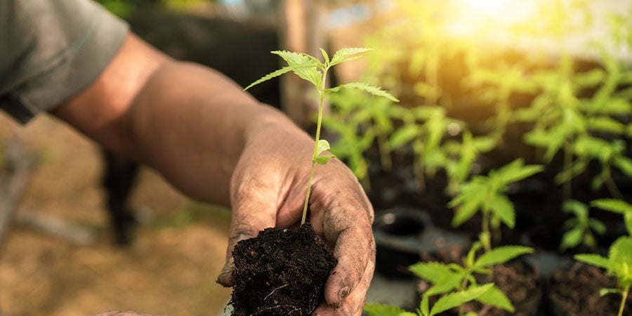 Wanneer cannabis zaailingen verplanten