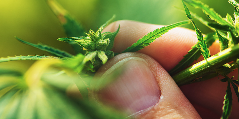 Geslachtsbepaling Van Wietplanten Tijdens De Vegetatieve Fase